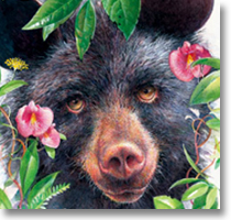 Bears Eastern National NPS book