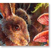 Snowshoe Hare