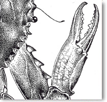 Crab