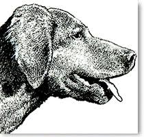Dogs Running