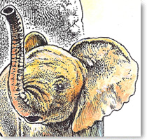 Elephants