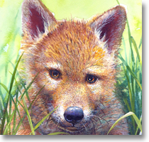 Fox, Wolf Pup