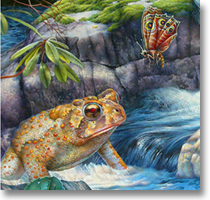 Toad Time
