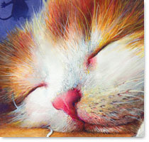 Kitty