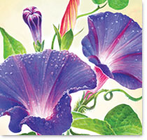 Morning Glory