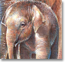 national zoo
