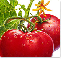 tomatoes