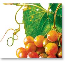 grapes