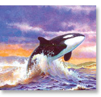 Orcas