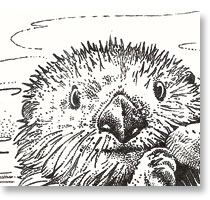 Otter