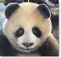 pandas