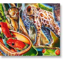 Amazon Rainforest