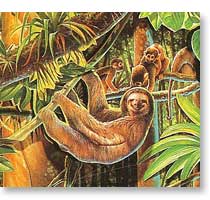 Amazon Rainforest